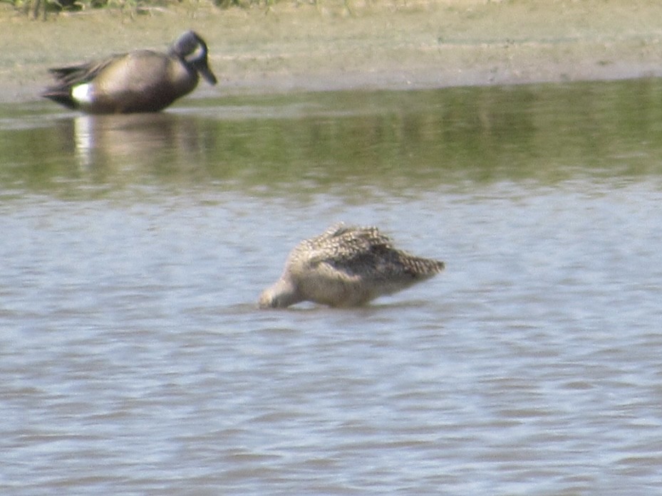 eBird Checklist 7 May 2023 Eagle Bluffs CA 35 species
