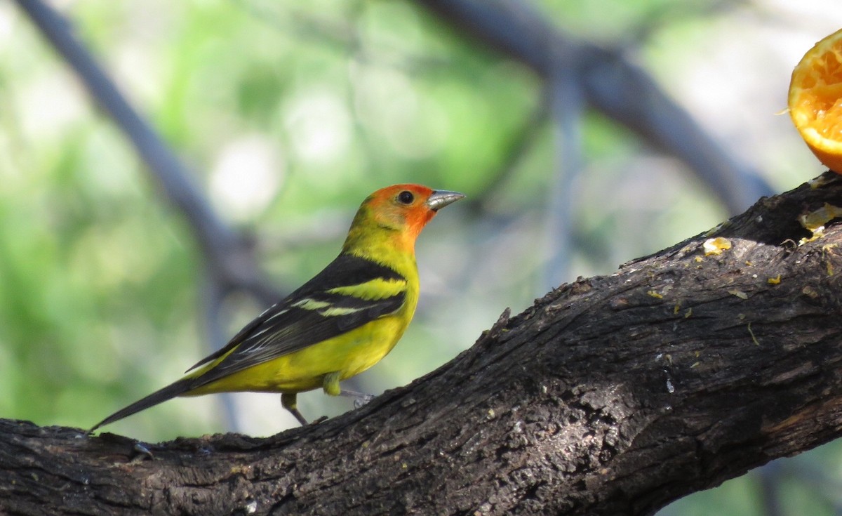 Western Tanager - Chris Harbard