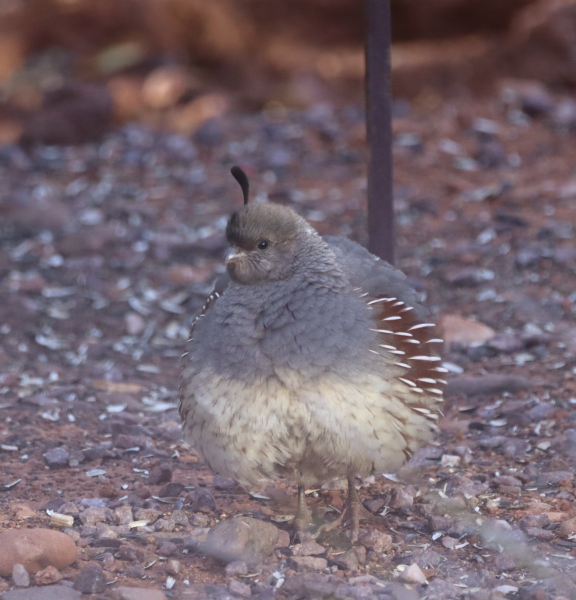 eBird Checklist - 7 May 2023 - A Birding Spot Sedona AZ - 37 species