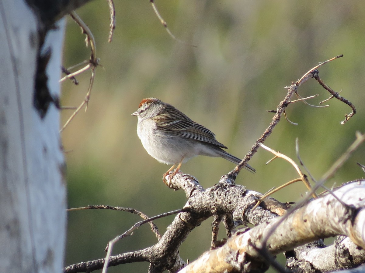 Rufous-crowned Sparrow - Evan Waite