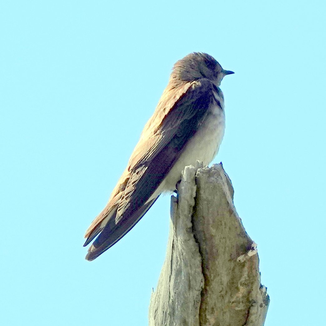 Northern Rough-winged Swallow - ML568440071