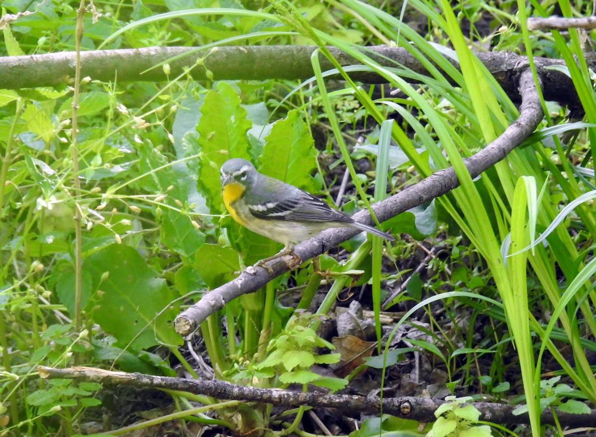 Northern Parula x Yellow-throated Warbler (hybrid) - ML568440131