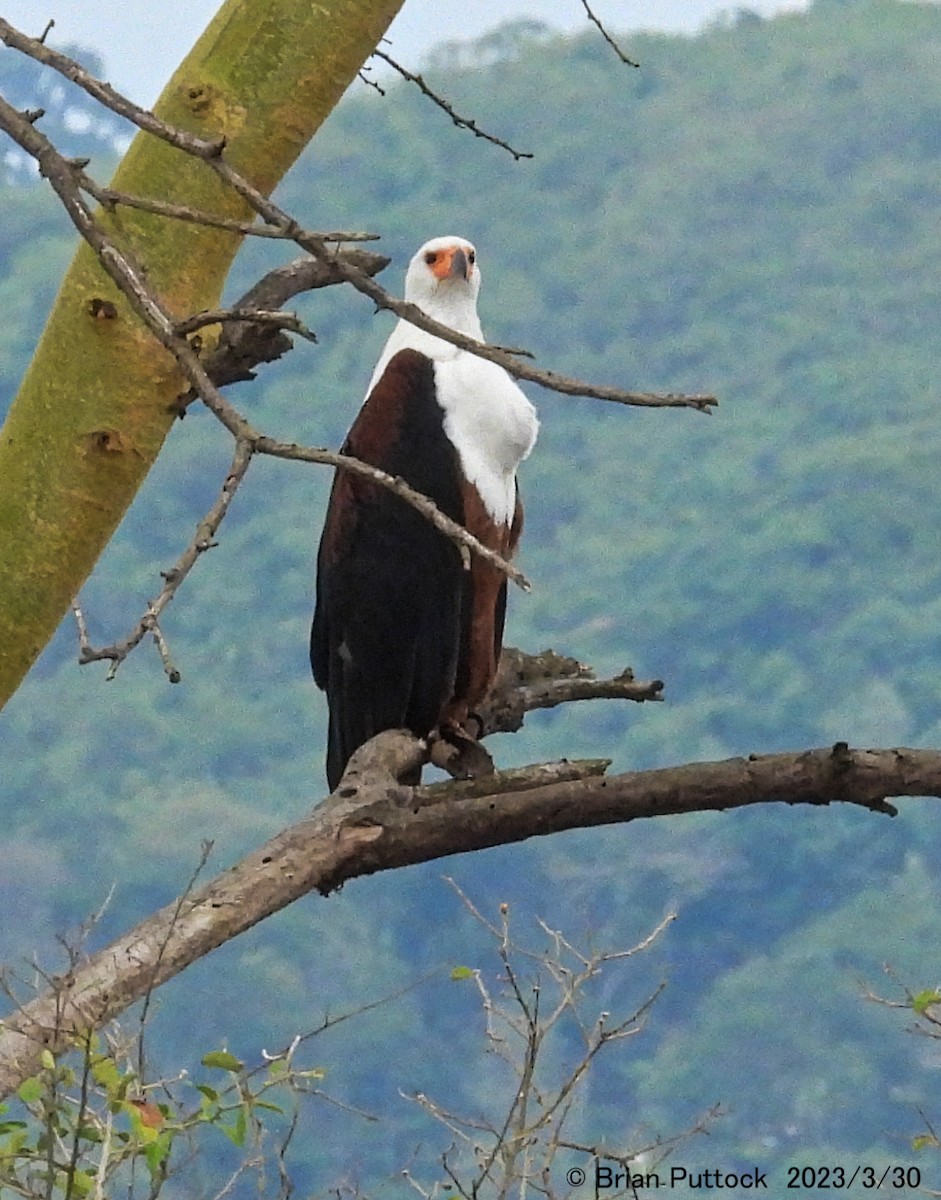 African Fish-Eagle - ML568440831