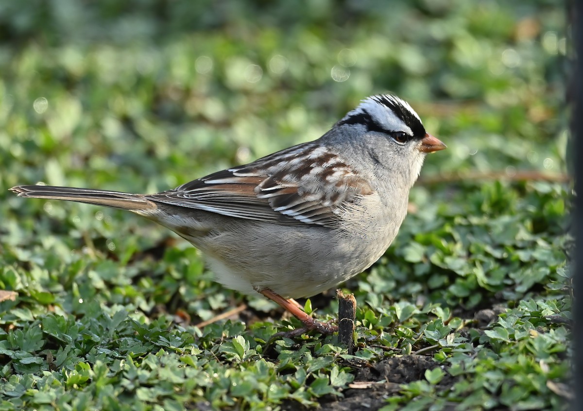 White-crowned Sparrow - ML568442431