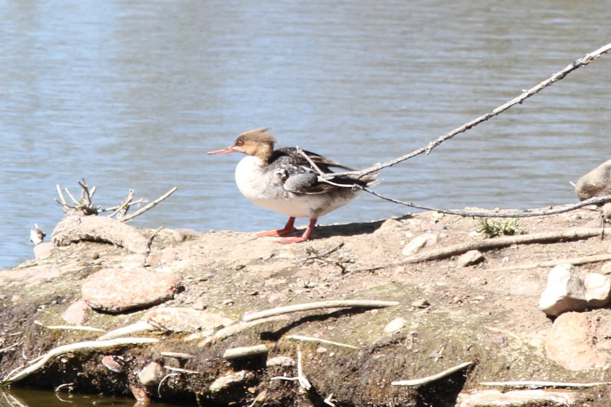 Red-breasted Merganser - Aaron Driscoll