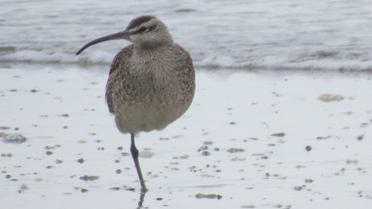 Whimbrel - Michael Barry
