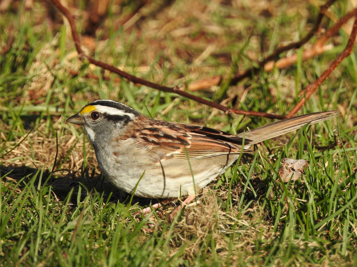 White-throated Sparrow - Jason Newton