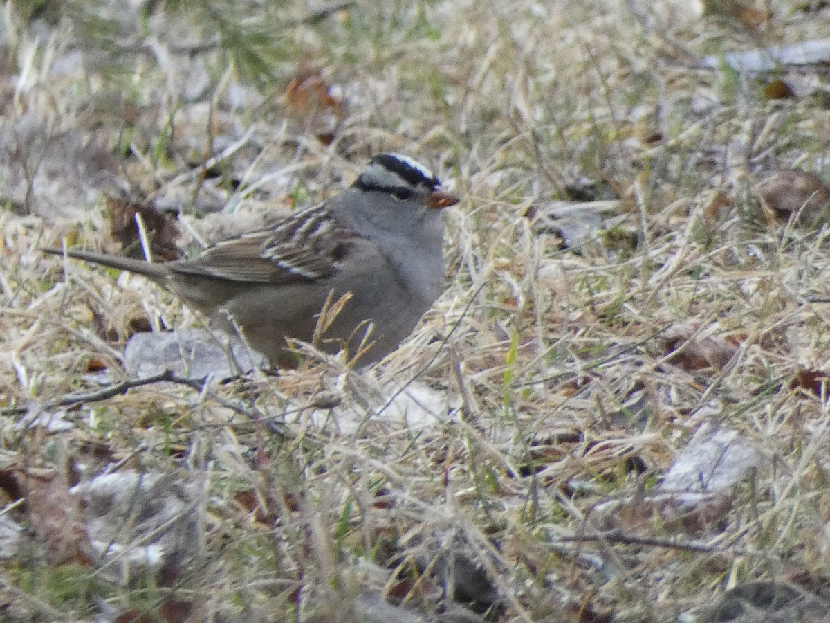 White-crowned Sparrow - ML568448781