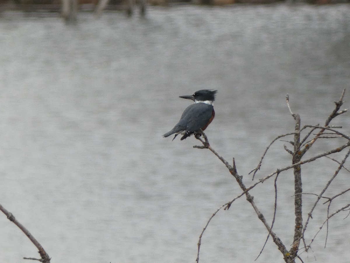 Belted Kingfisher - ML568449551