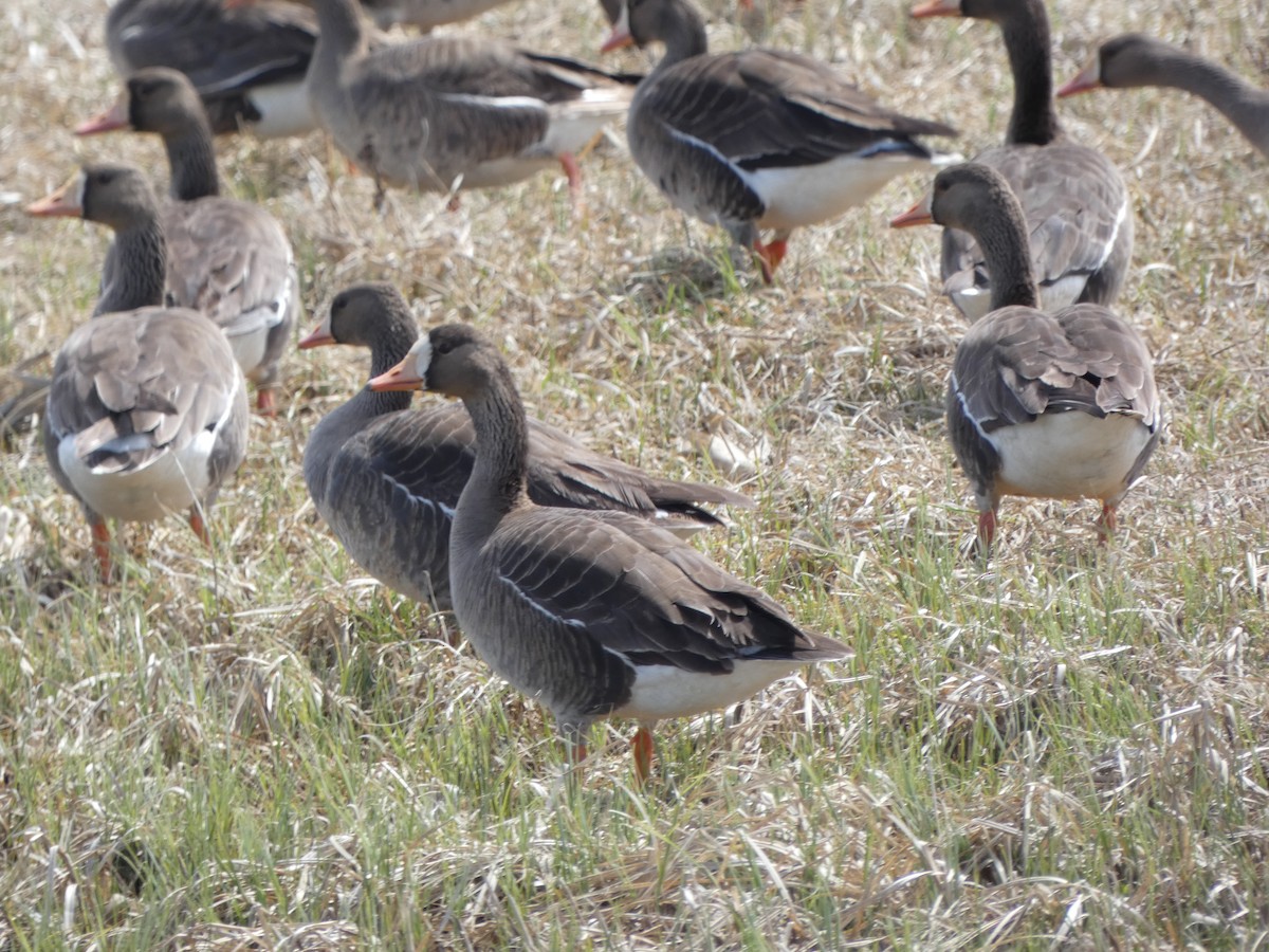 Greater White-fronted Goose - ML568451241