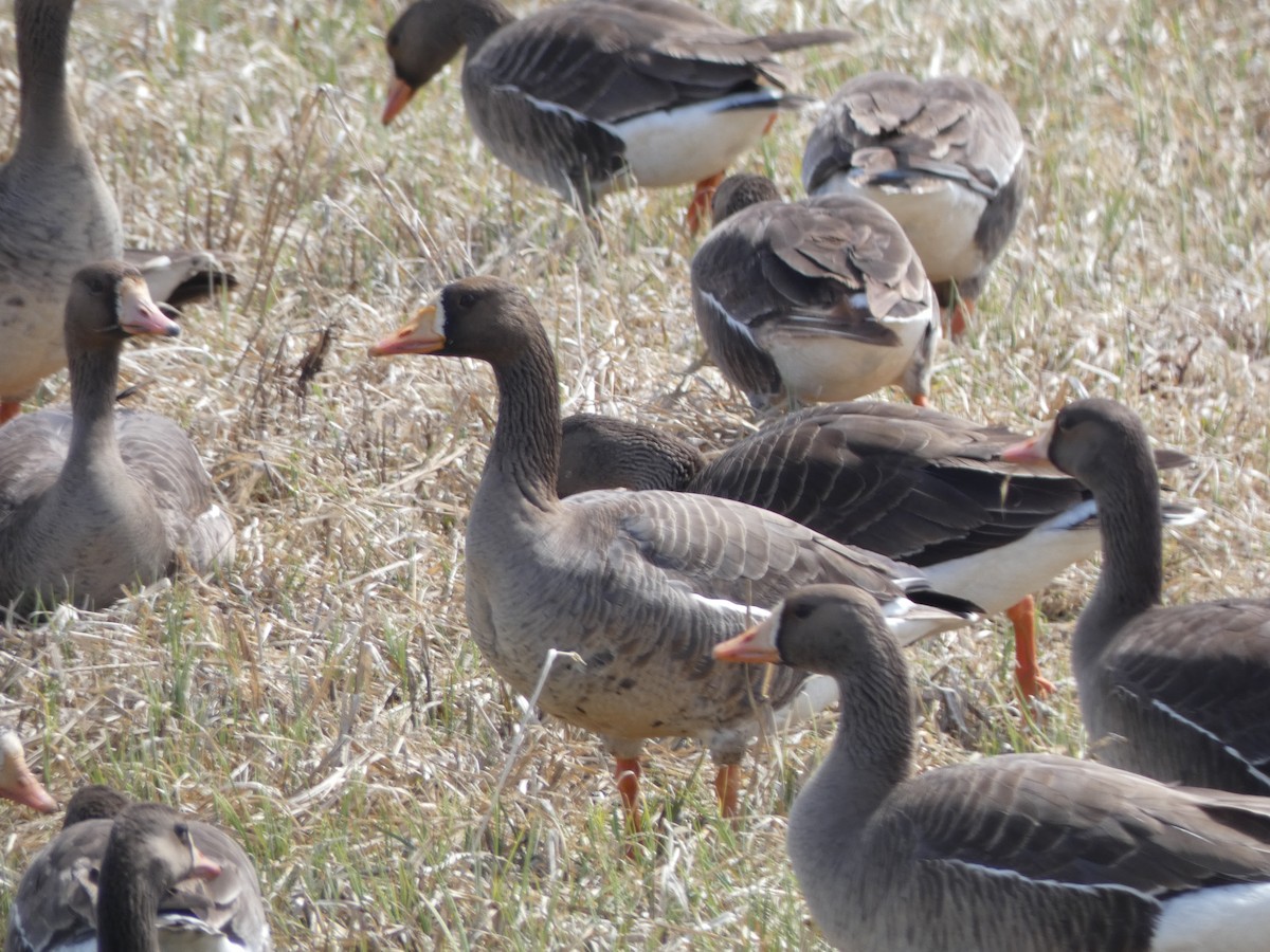 Greater White-fronted Goose - ML568451251
