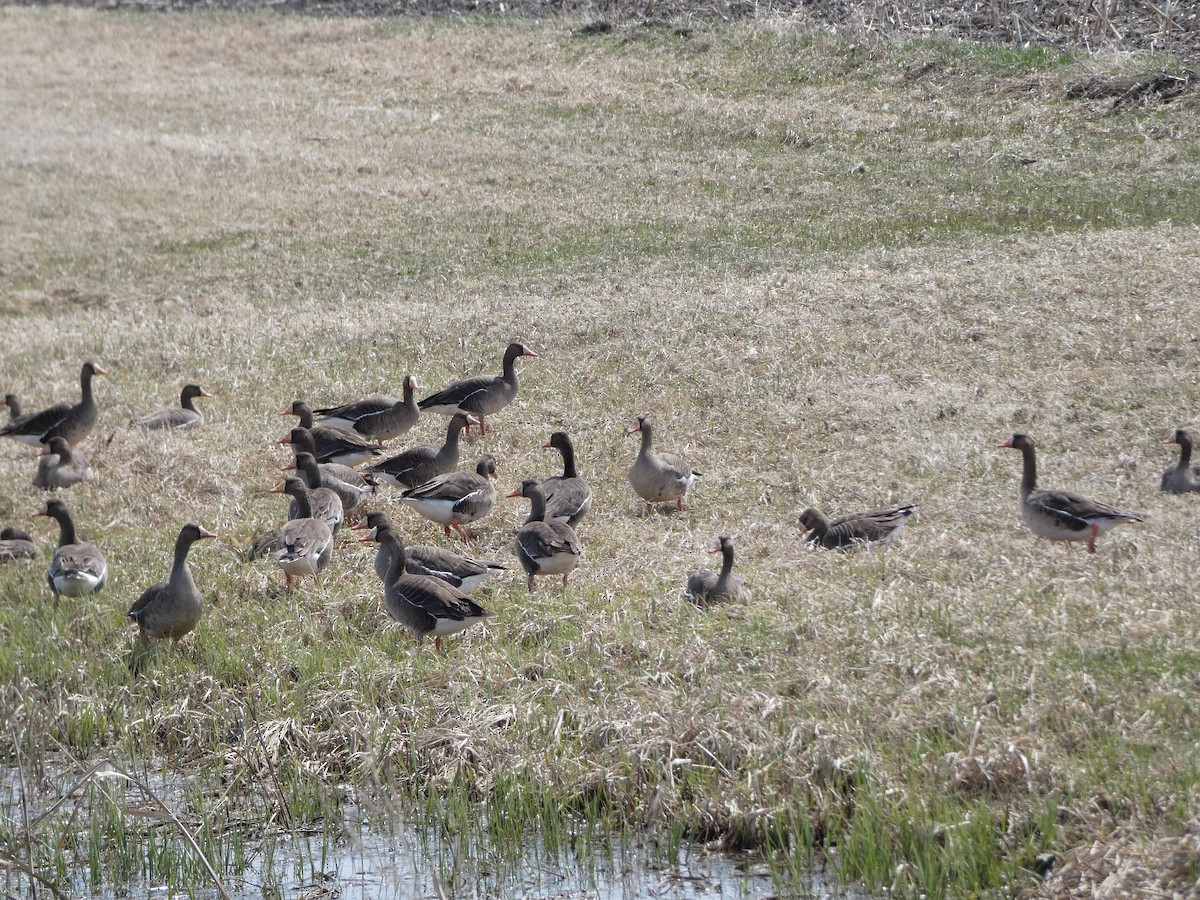 Greater White-fronted Goose - ML568451261