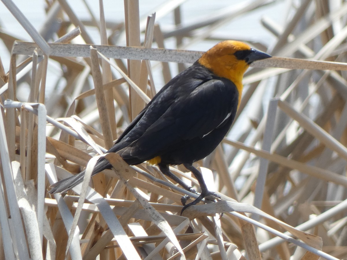 Yellow-headed Blackbird - ML568451551