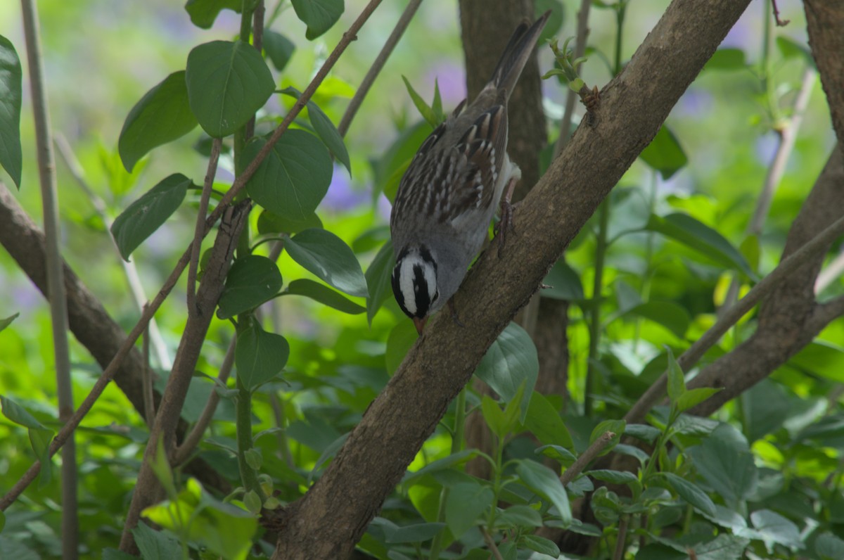 White-crowned Sparrow - ML568453491