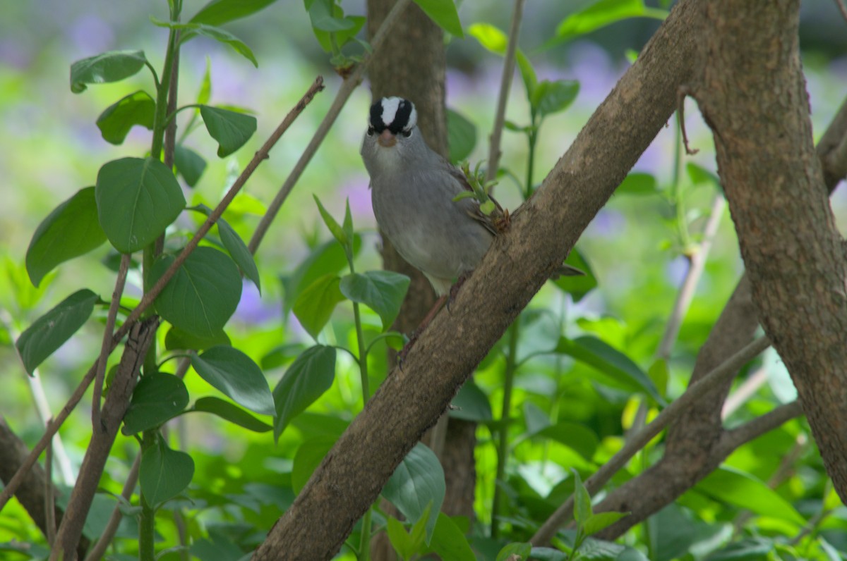 White-crowned Sparrow - ML568453501