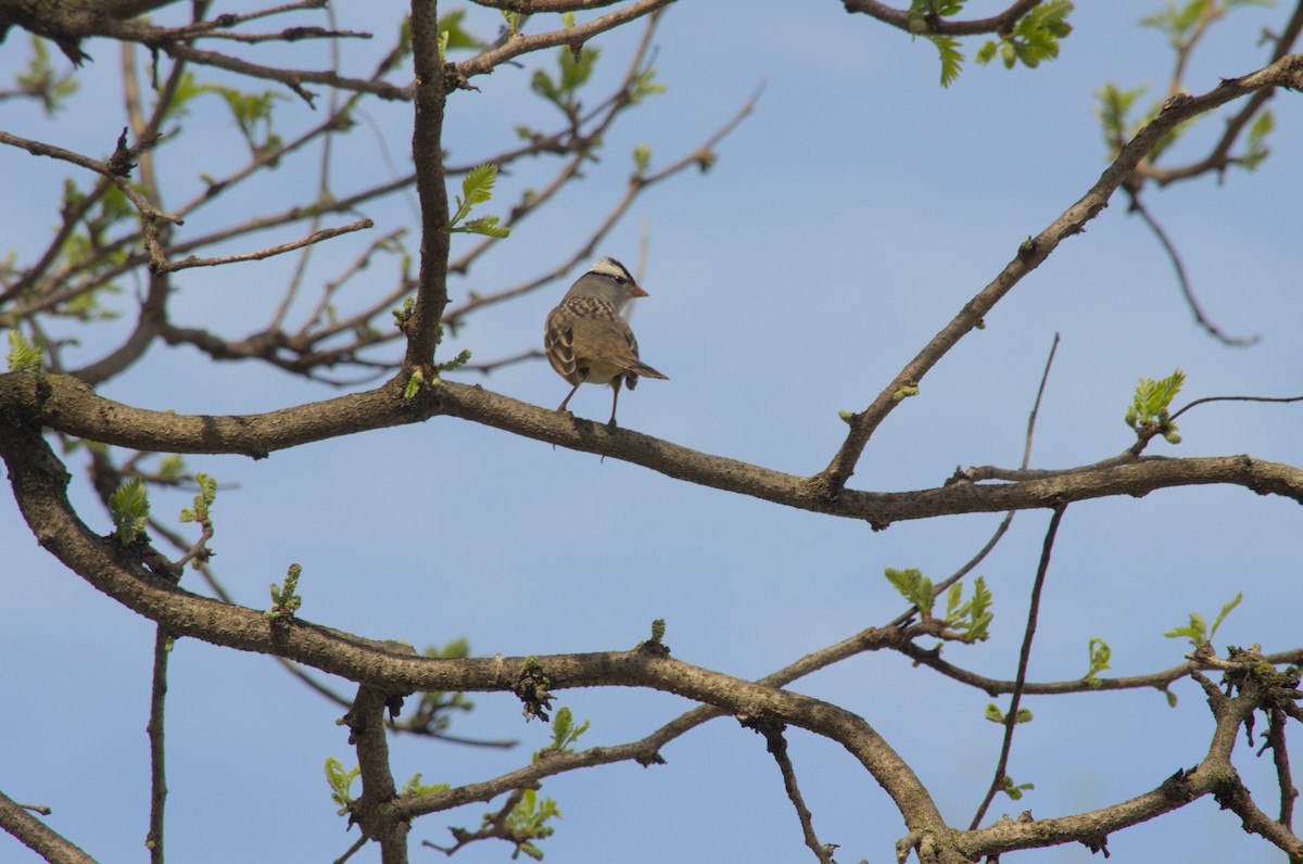 White-crowned Sparrow - Blaise Thompson