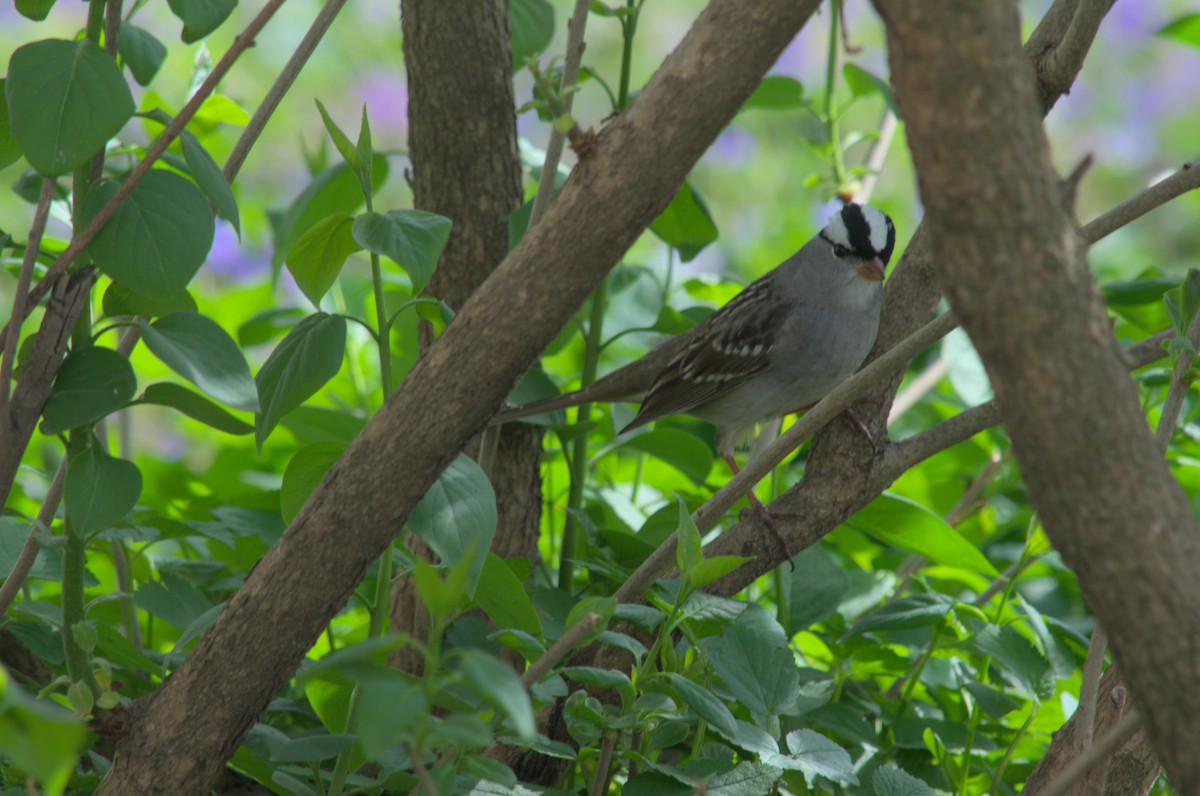 White-crowned Sparrow - Blaise Thompson