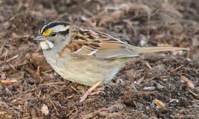 White-throated Sparrow - ML56846161