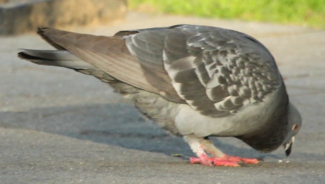 Pigeon biset (forme domestique) - ML56846211