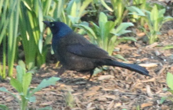 Common Grackle - sicloot