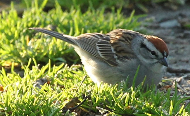 Chipping Sparrow - ML56846541
