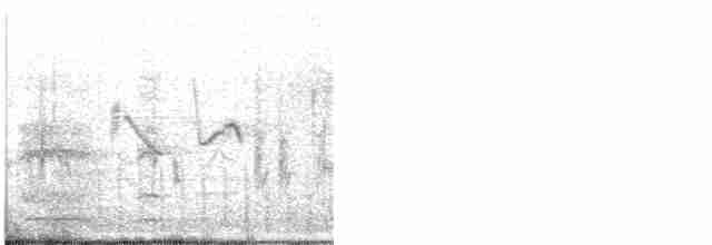 Ring-necked Pheasant - ML568466191