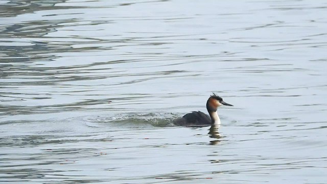Great Crested Grebe - ML568467511