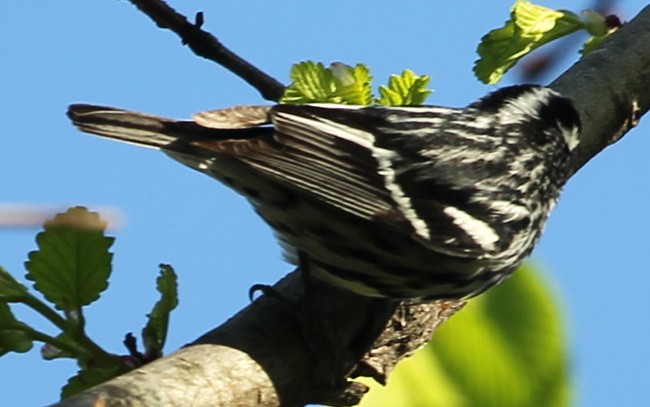 Black-and-white Warbler - sicloot