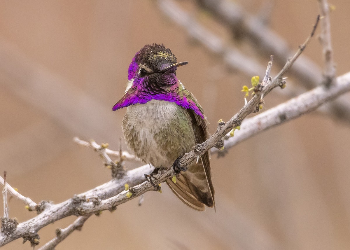 Costa's Hummingbird - Matthew Pendleton
