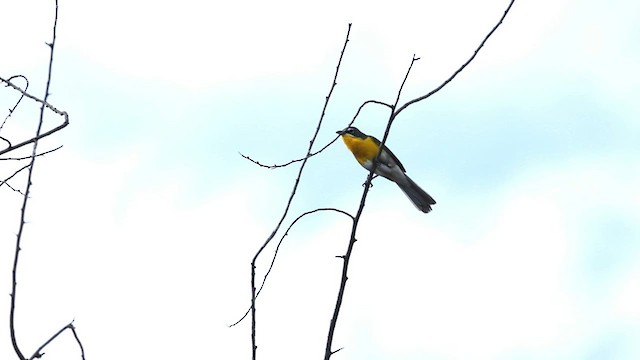 Yellow-breasted Chat - ML568469231