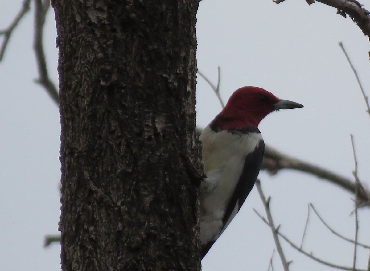 Red-headed Woodpecker - ML568471001