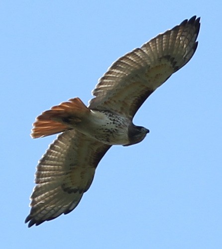 Red-tailed Hawk - ML56847181