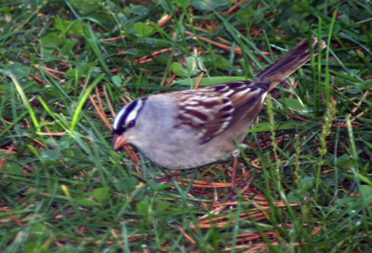 White-crowned Sparrow - ML568471971