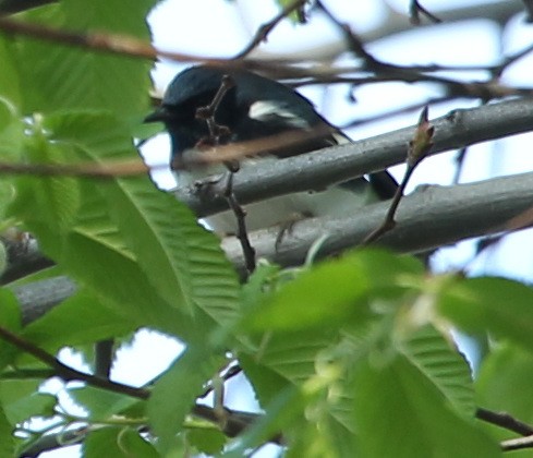 Black-throated Blue Warbler - ML56847251