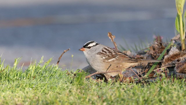 White-crowned Sparrow (leucophrys) - ML568483601