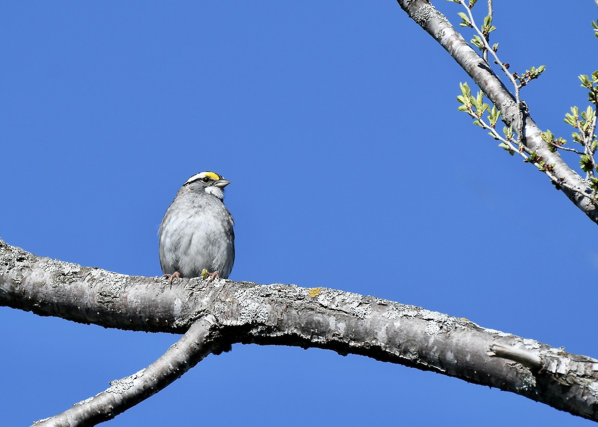 White-throated Sparrow - Jennifer Bordeleau