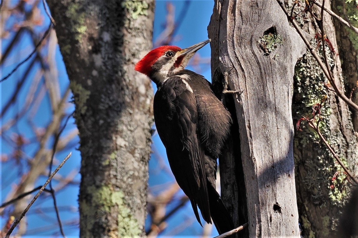 Pileated Woodpecker - ML568483641