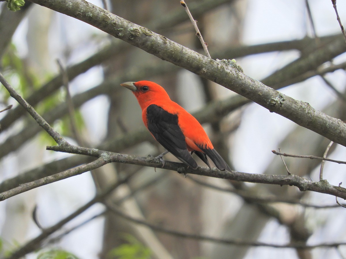 Scarlet Tanager - ML568487001