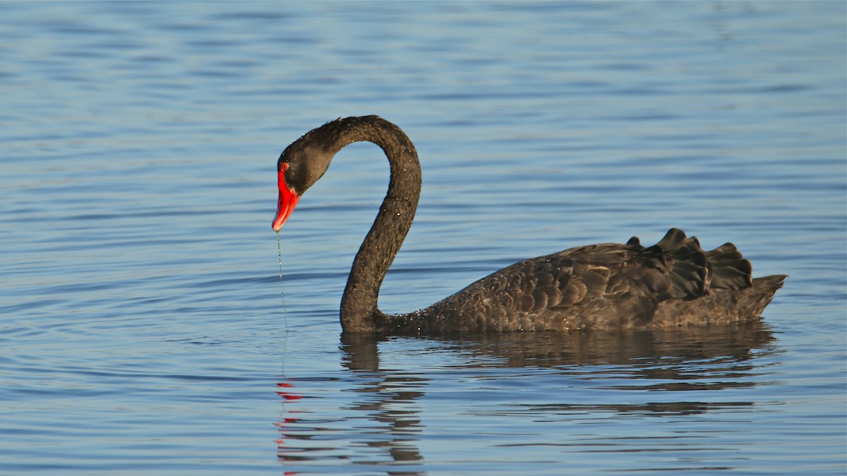 Black Swan - ML568489811
