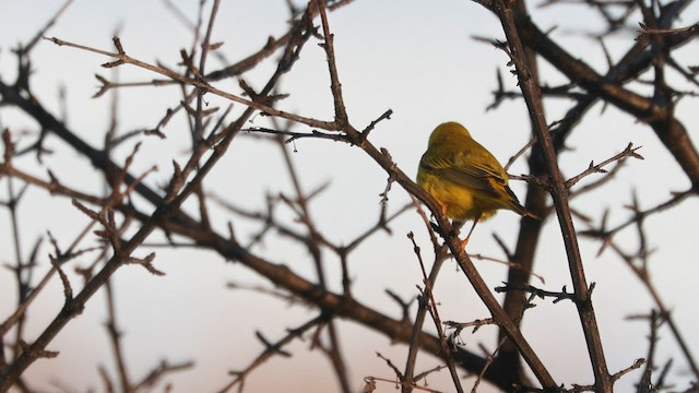 Yellow Warbler (Northern) - ML568490041