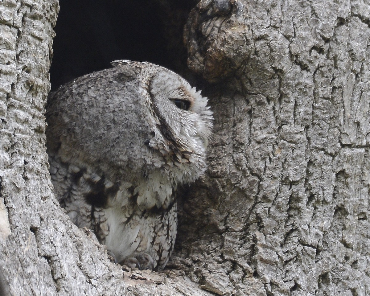 eBird Checklist - 7 May 2023 - Lay and Tyre Rd - 1 species