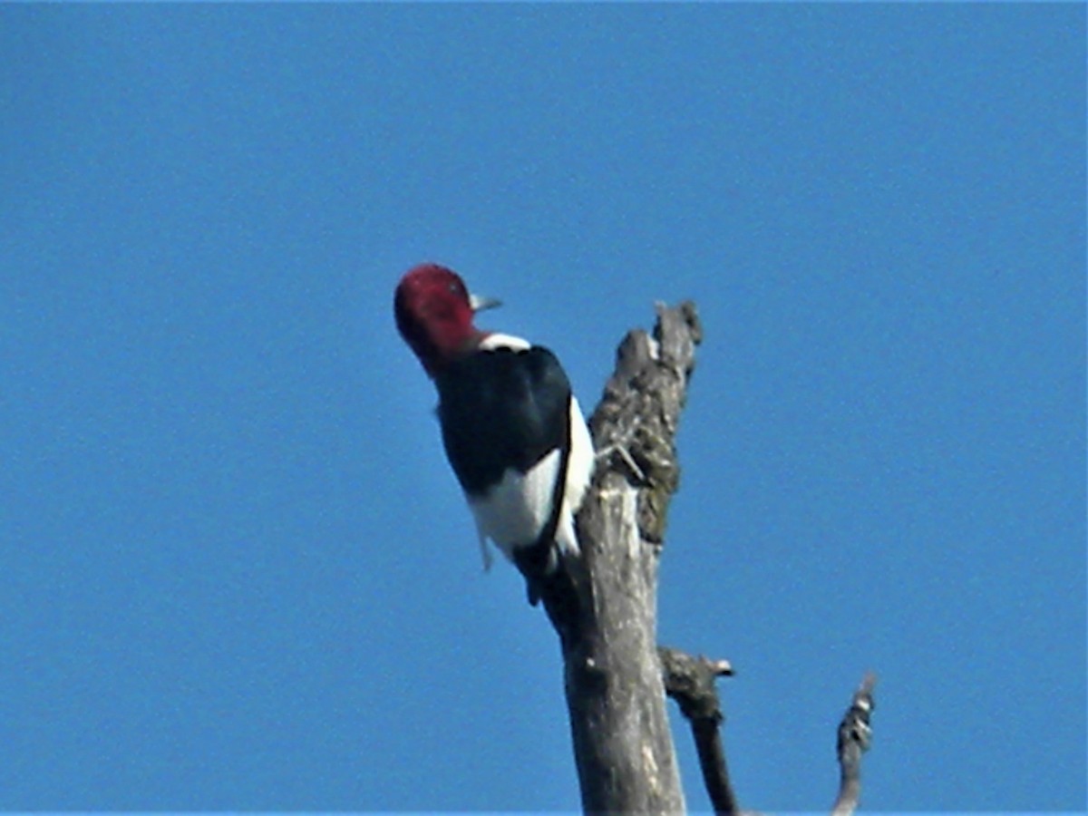 Red-headed Woodpecker - ML568490651