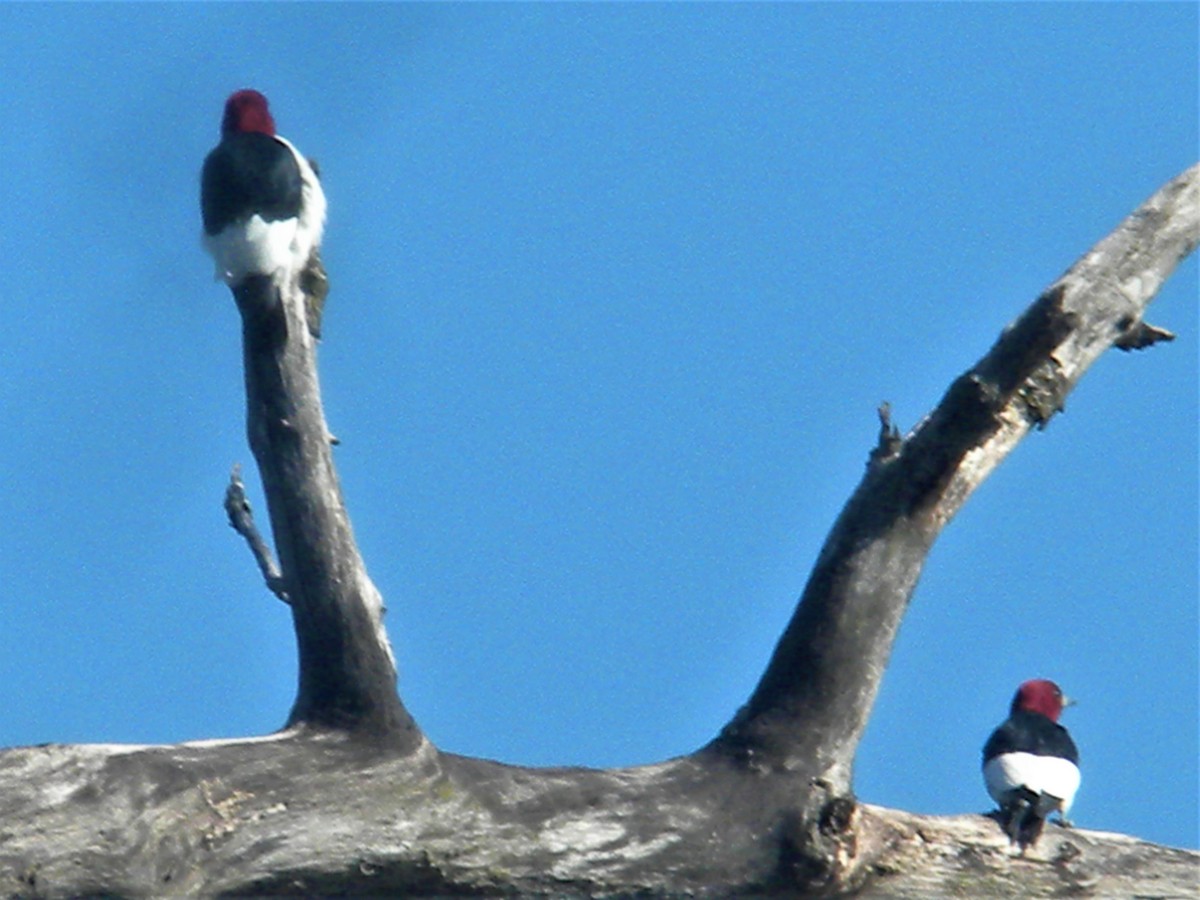 Red-headed Woodpecker - ML568491201