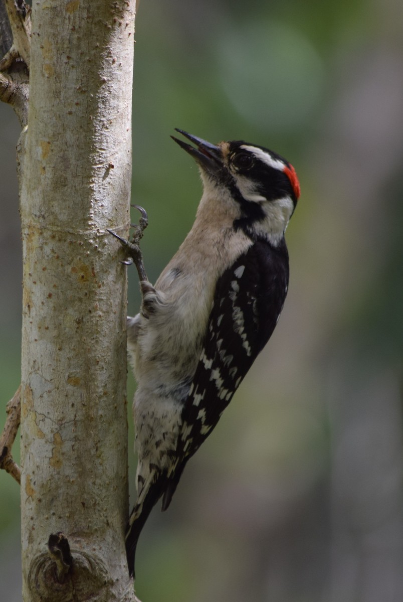 Downy Woodpecker - Raul Urgelles