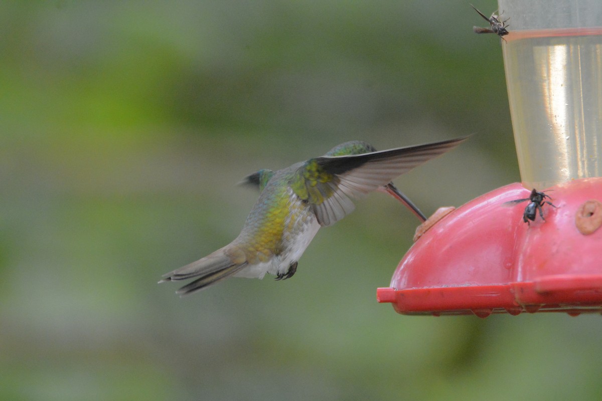 Violet-bellied Hummingbird - Richard Garrigus