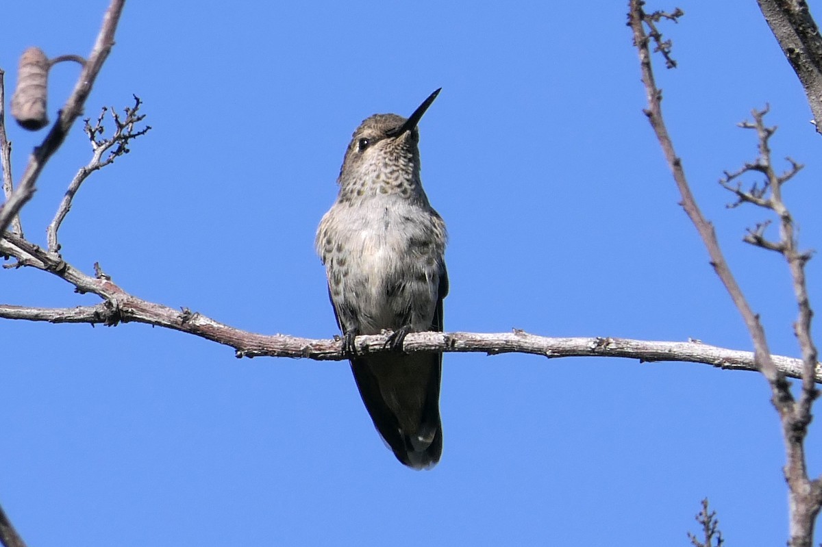 Anna's Hummingbird - ML56850171