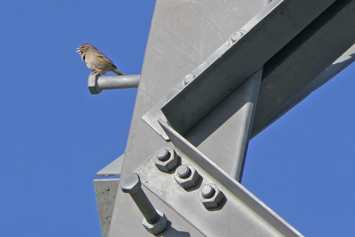 Rufous-crowned Sparrow - Robert Hamilton