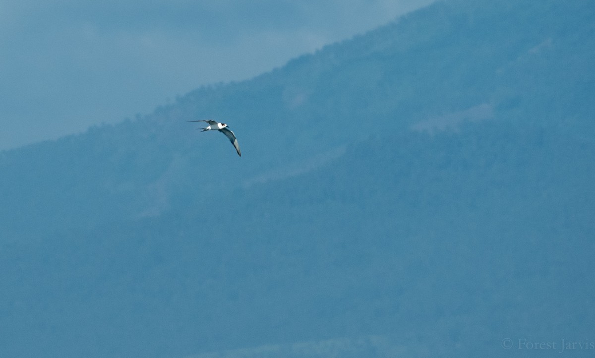 Common Tern - Forest Botial-Jarvis
