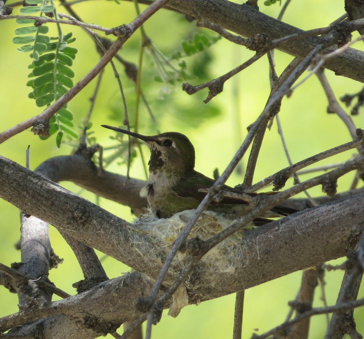 Anna's Hummingbird - ML568511711