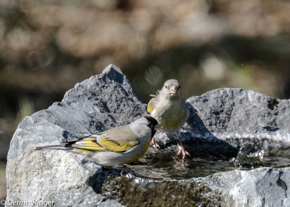 Lawrence's Goldfinch - ML56851231